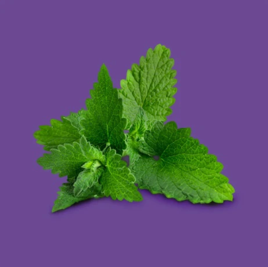 Lemon Balm