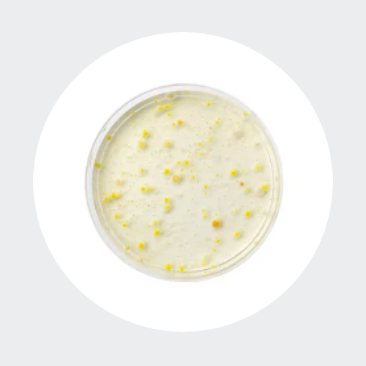 <strong>Clinically Studied Vitamin C</strong>