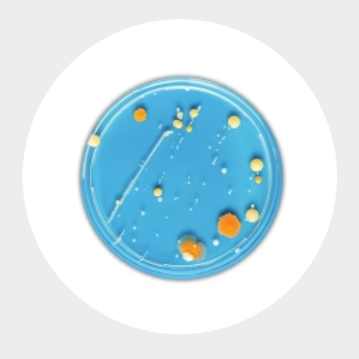 <strong>Clinically Studied SBO Probiotics</strong>