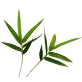 Medpaid