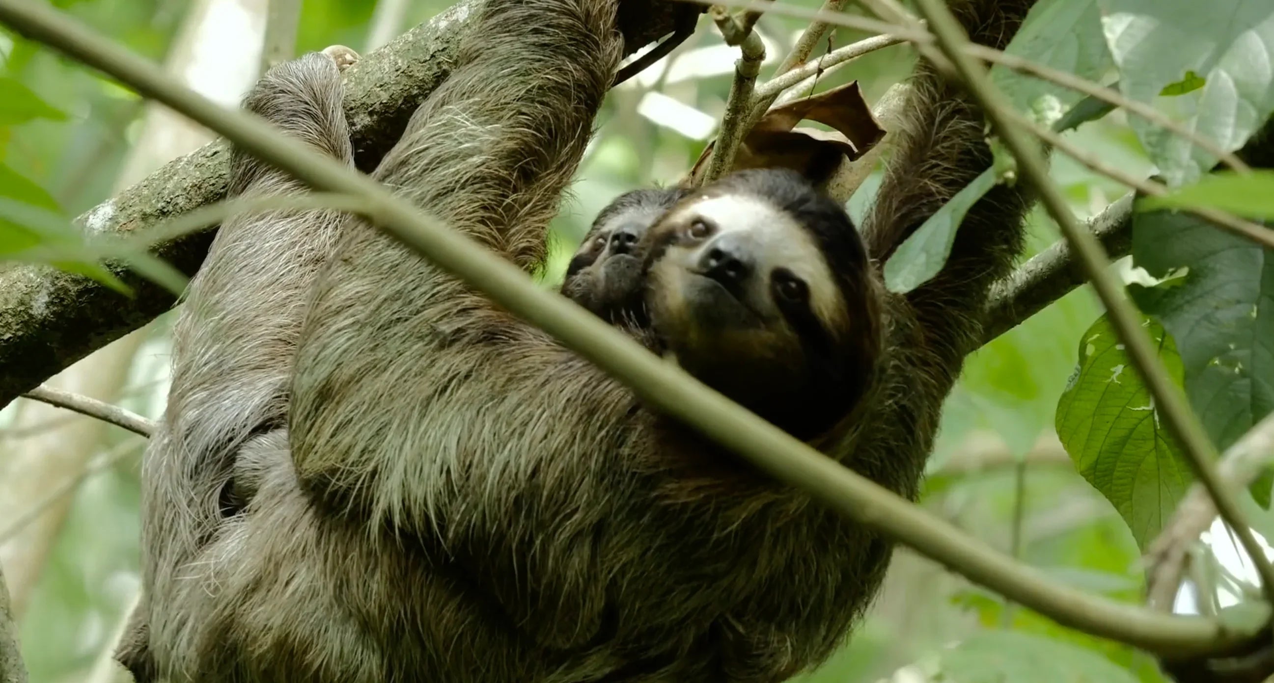 Sloth Medical