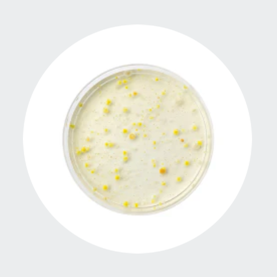 <strong>Prebiotics & Postbiotics</strong>